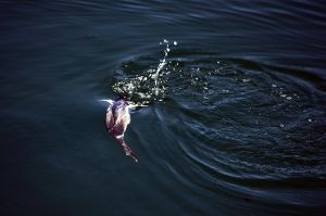 Cormorant Fishing Underwater 